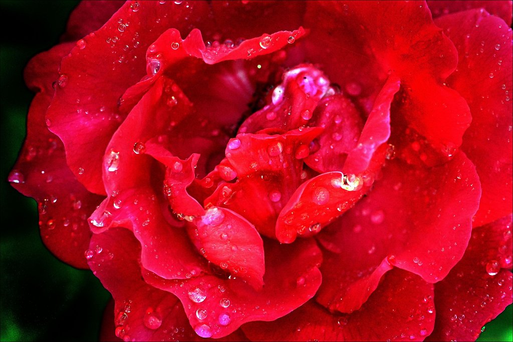 Red Rose