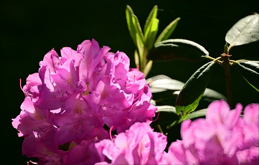 Rhododendron 