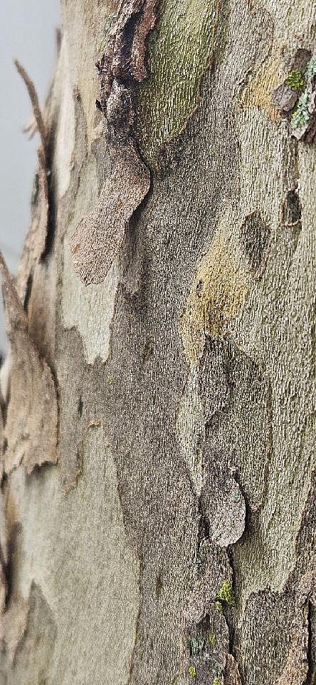 Old Wood