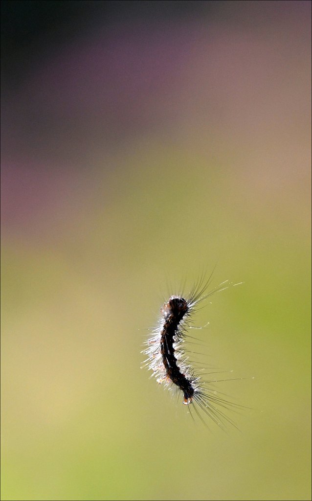 Card 9 "An Insect" 