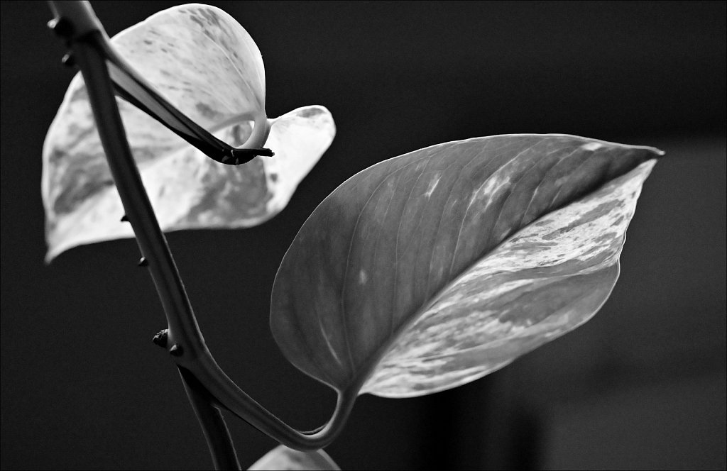Card 10 "A Leaf" 