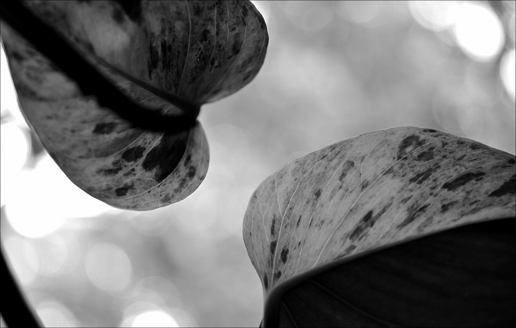 Philodendrons Leaf