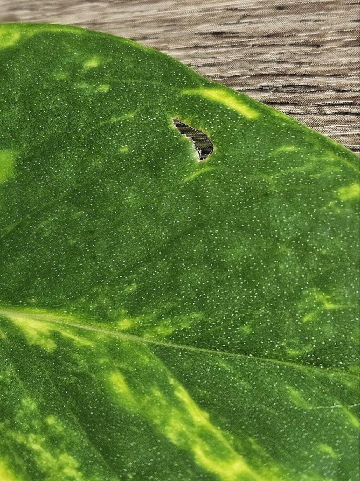 Card 10 "A Leaf" 
