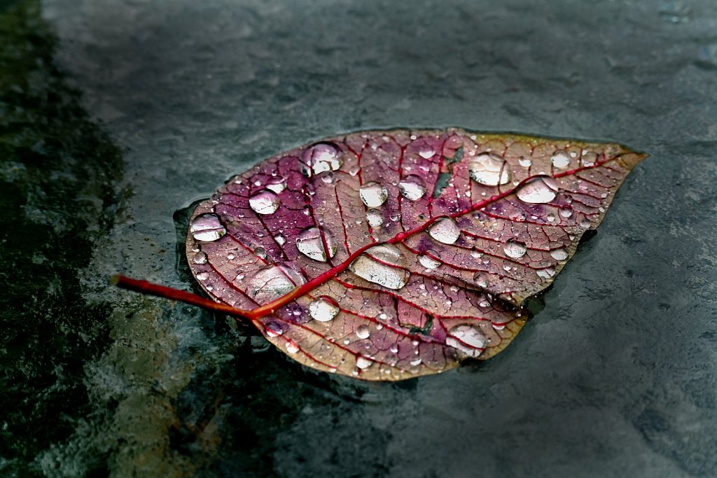 RGZ-4445-copy.jpg