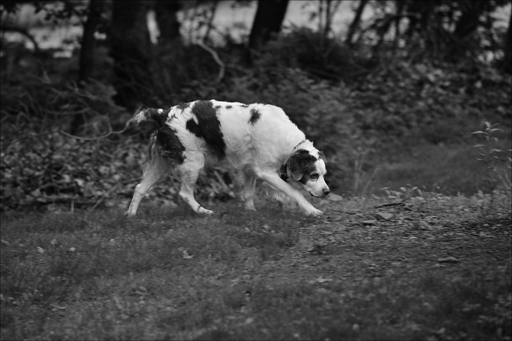 Backyard B&W