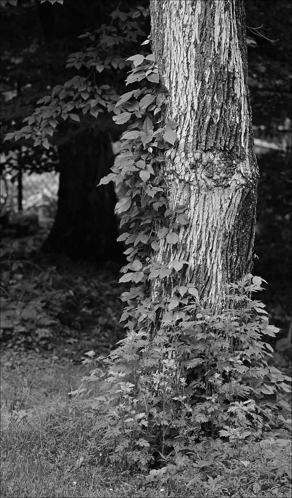 Backyard B&W