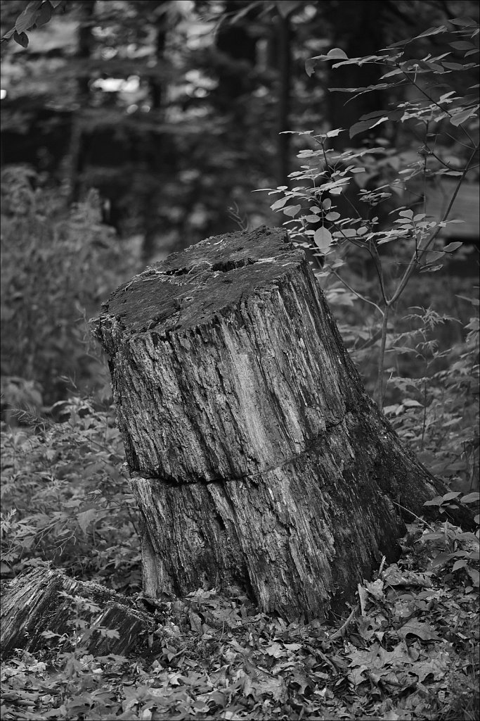 Backyard B&W