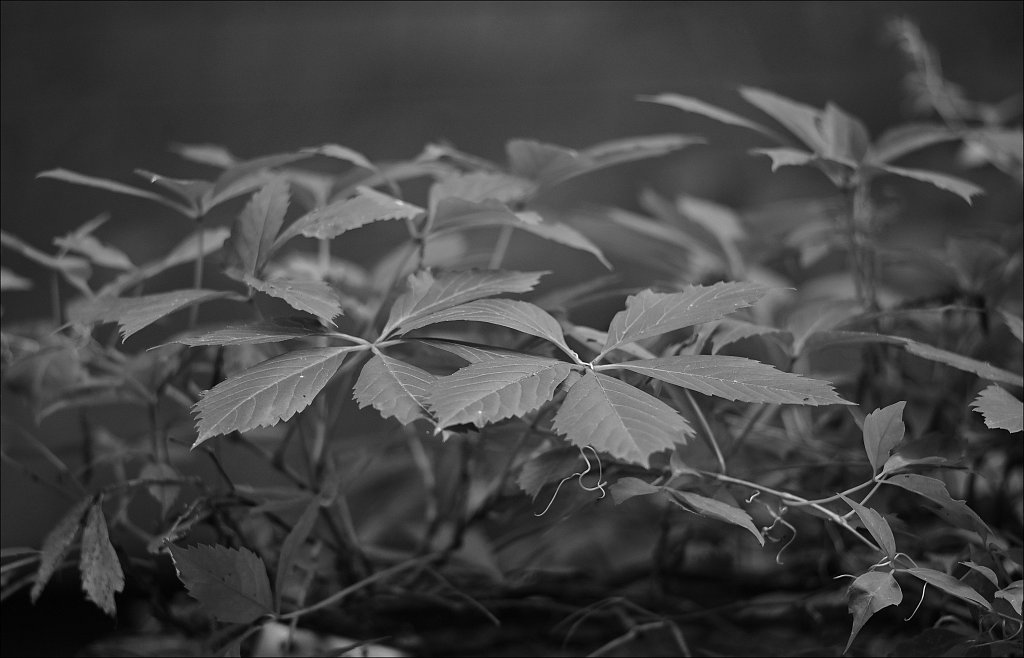Backyard B&W
