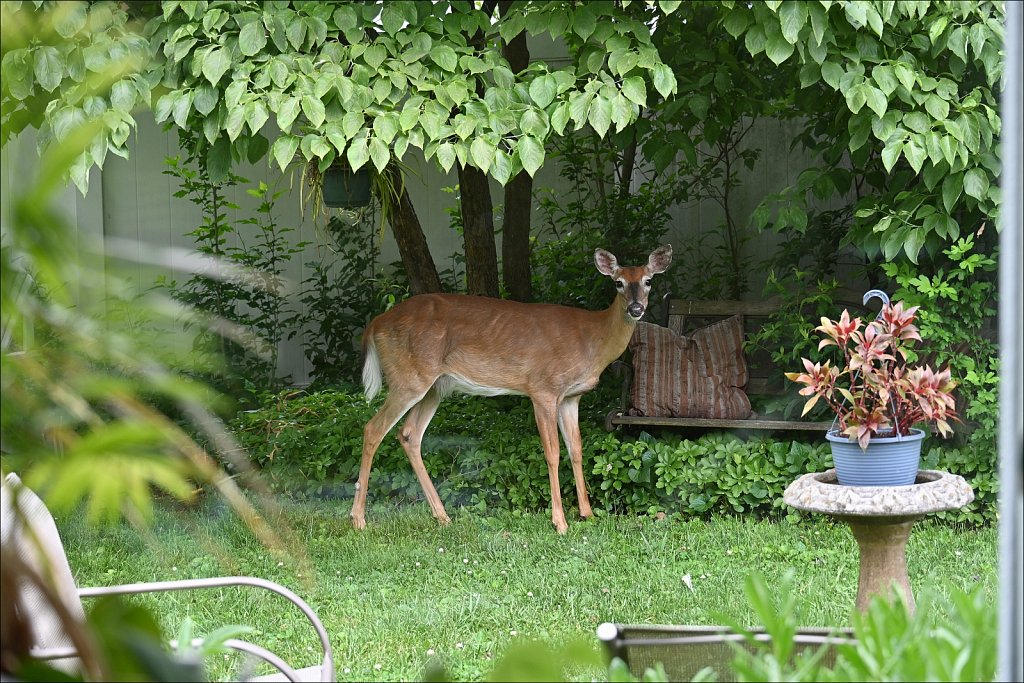 Card 15 "Hair" - Deer In Yard