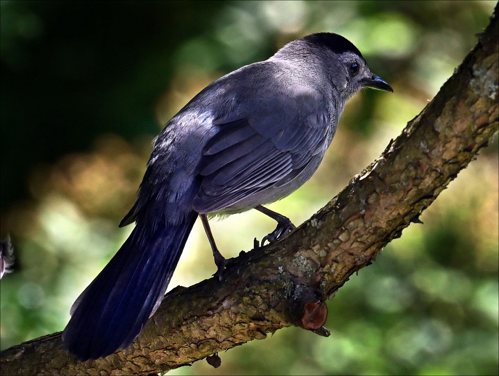 Birds of New Jersey