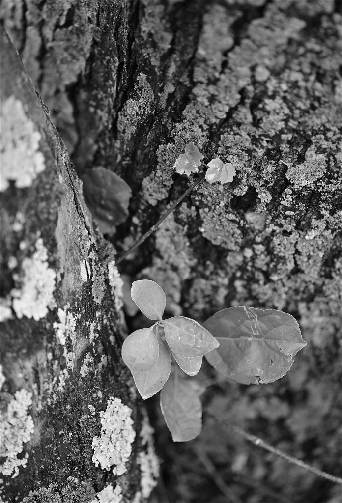 Schooley's Mountain Park 