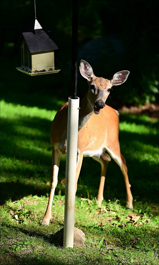 Doe