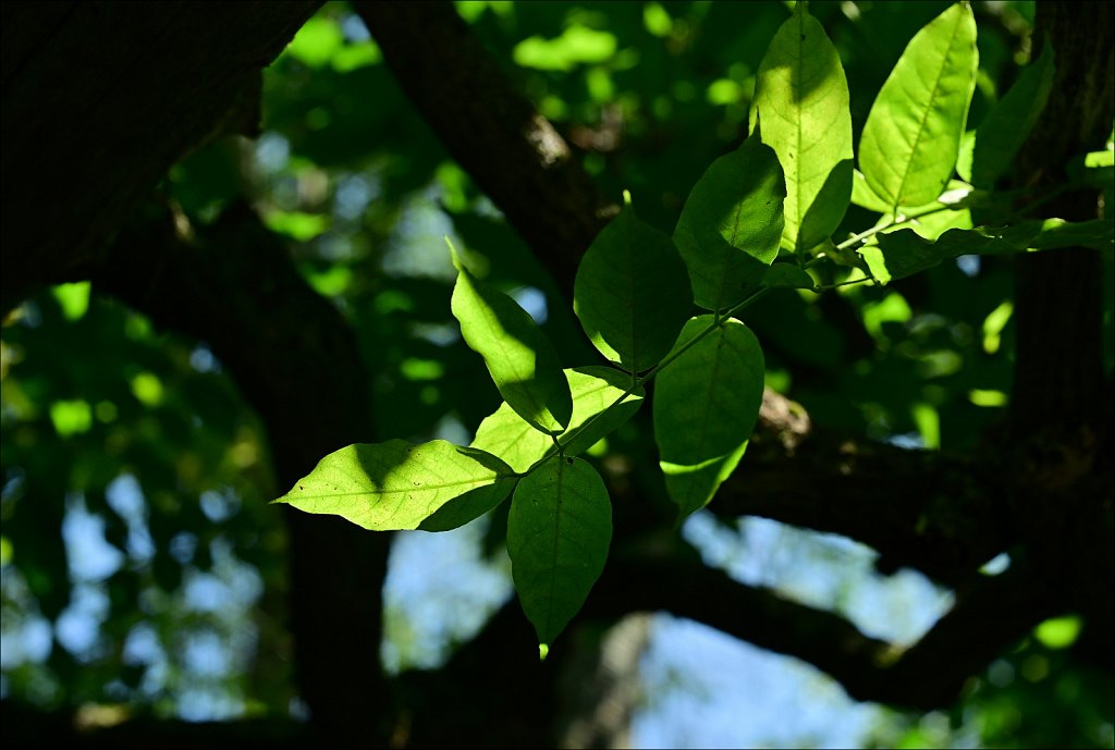 Willowwood Arboretum  