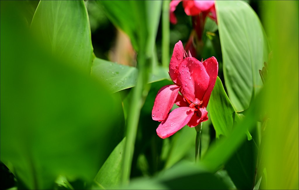 Willowwood Arboretum  
