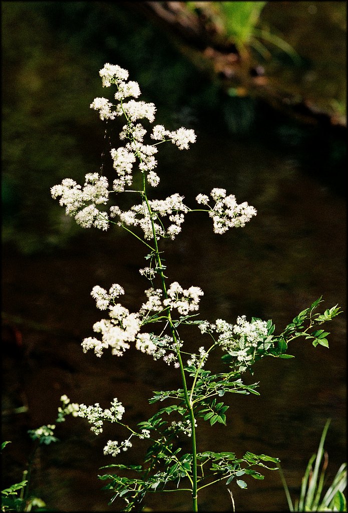 MAHLON DICKERSON RESERVATION 