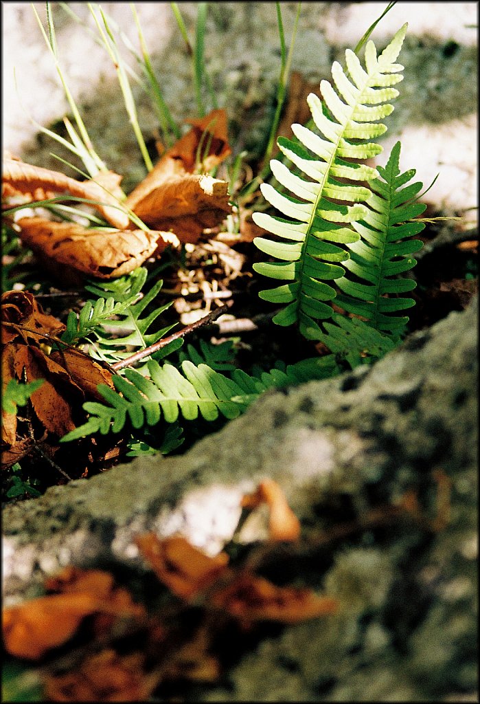 MAHLON DICKERSON RESERVATION 