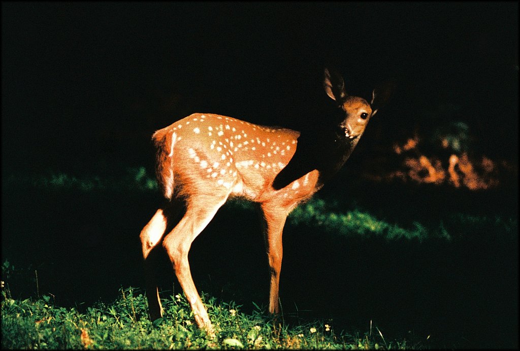 Young Fawn