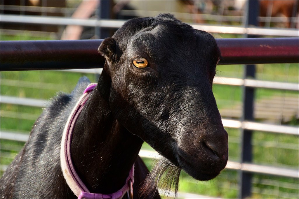 2024 Morris County 4H Fair