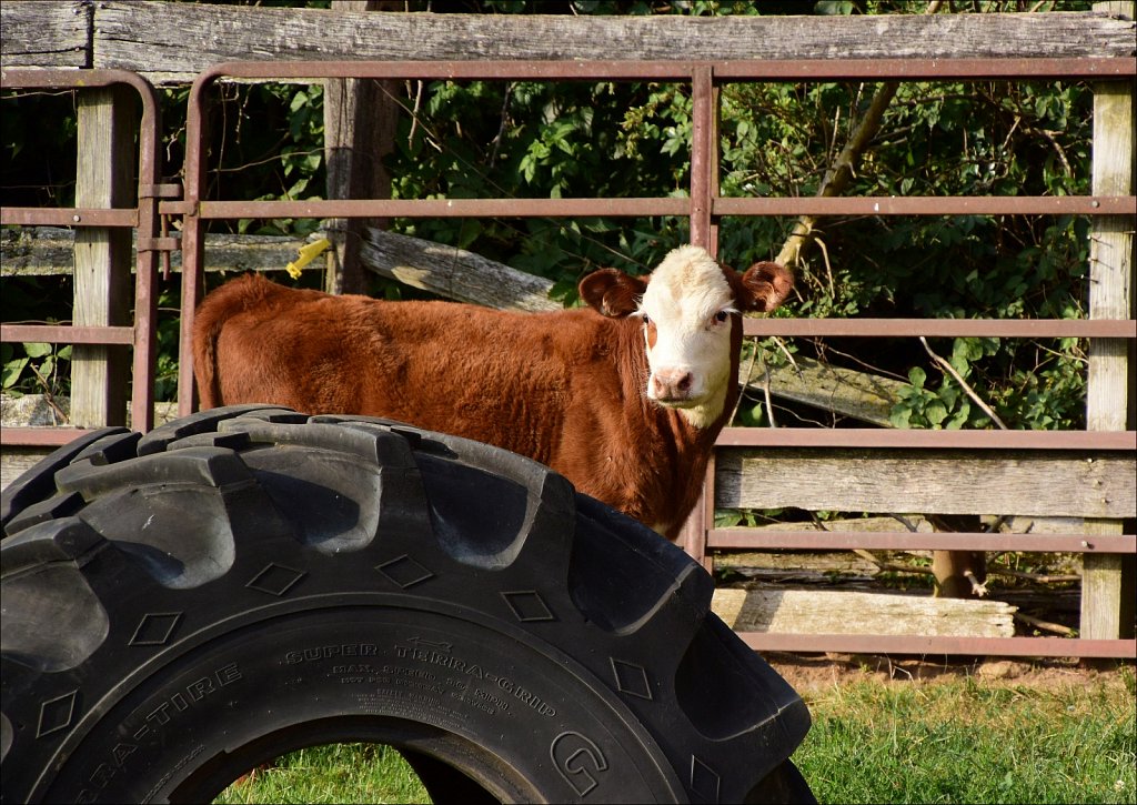 2024 Morris County 4H Fair