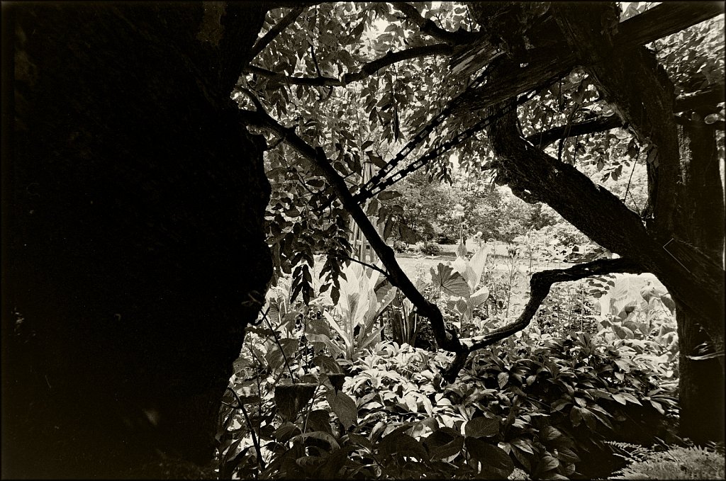 Willowwood Arboretum 