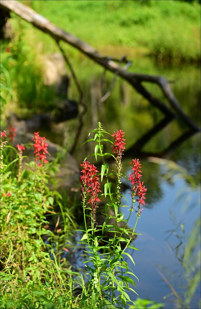 Along The Sussex Branch Trail
