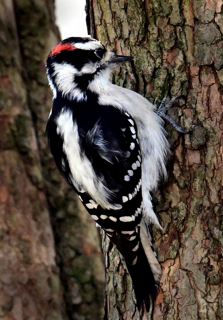 Downy-Woodpecker-3061.jpg