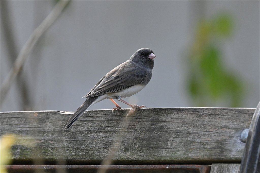 RGZ-5888.JPG