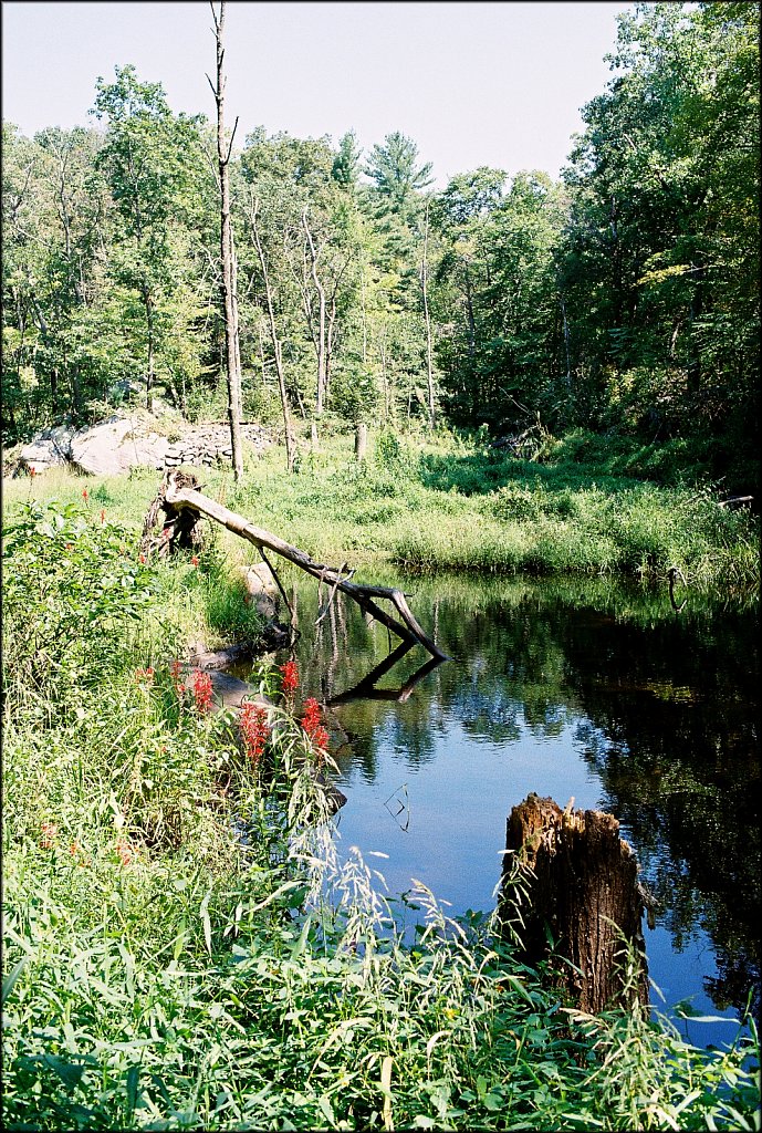 Along The Sussex Branch Trail 