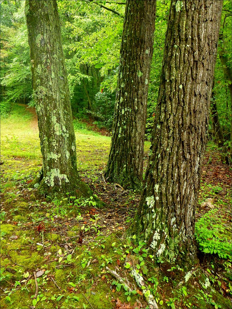Schooley's Mountain Park 