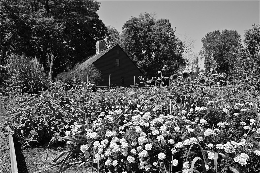 Jockey Hollow 