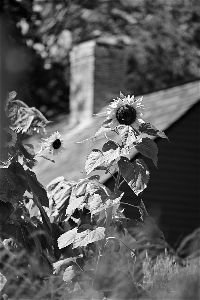Jockey Hollow 
