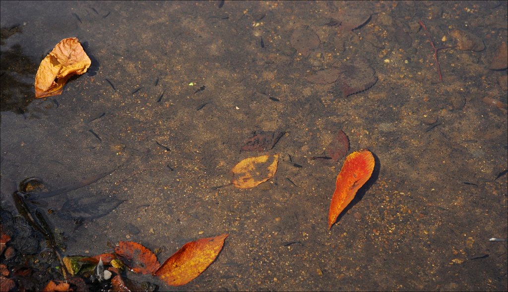 Speedwell Lake Park 