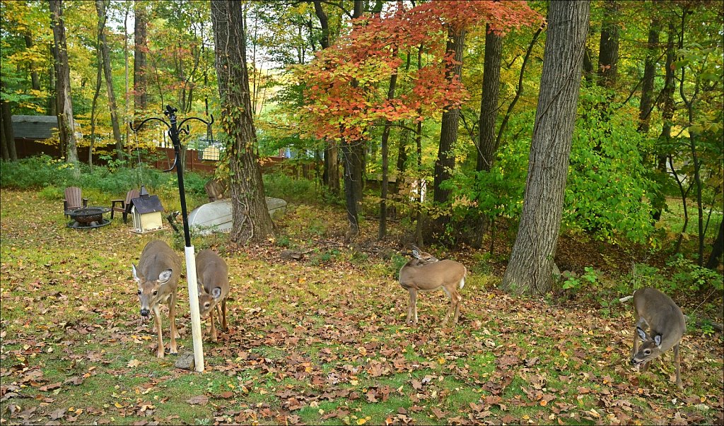 Deer