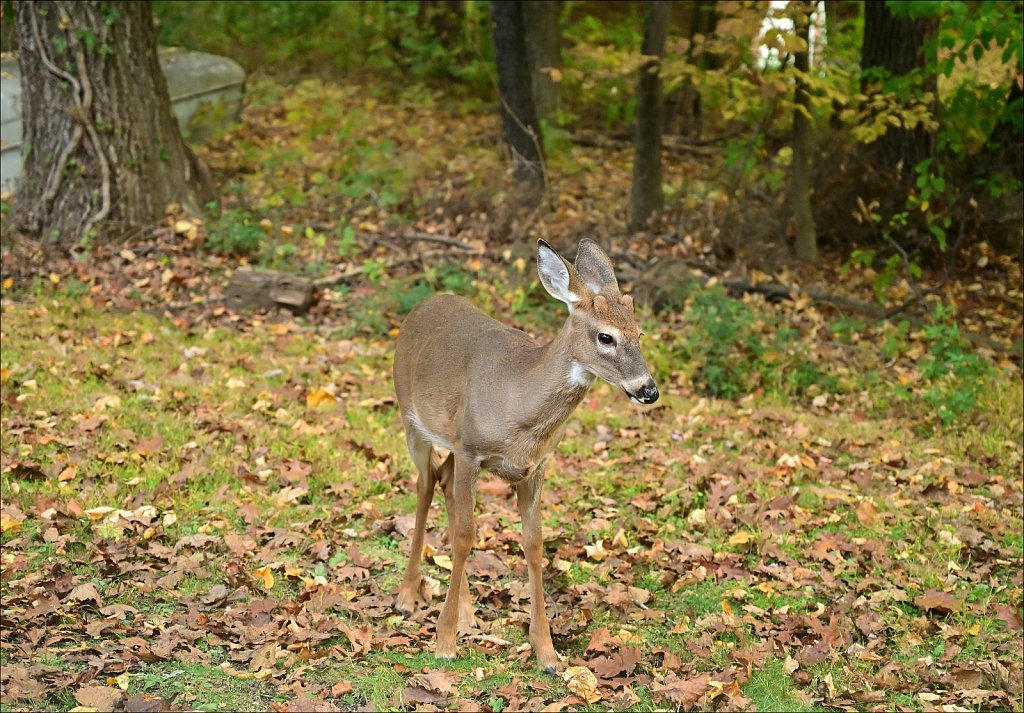 Deer
