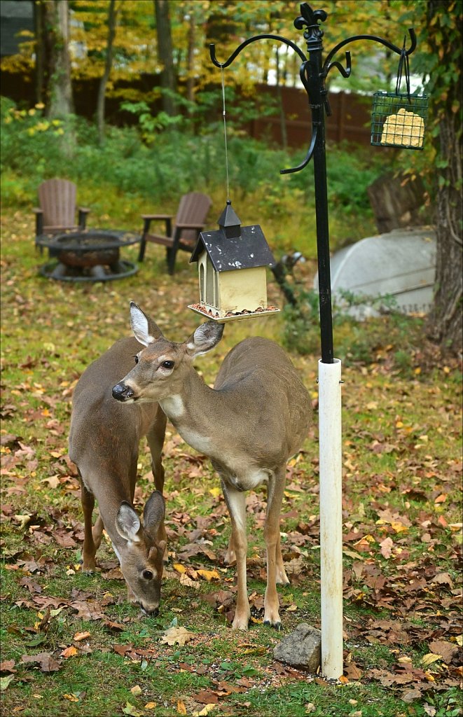 Deer