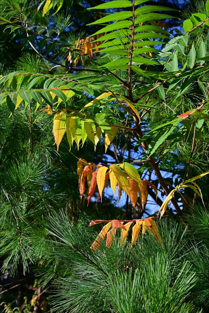Turkey Brook Park