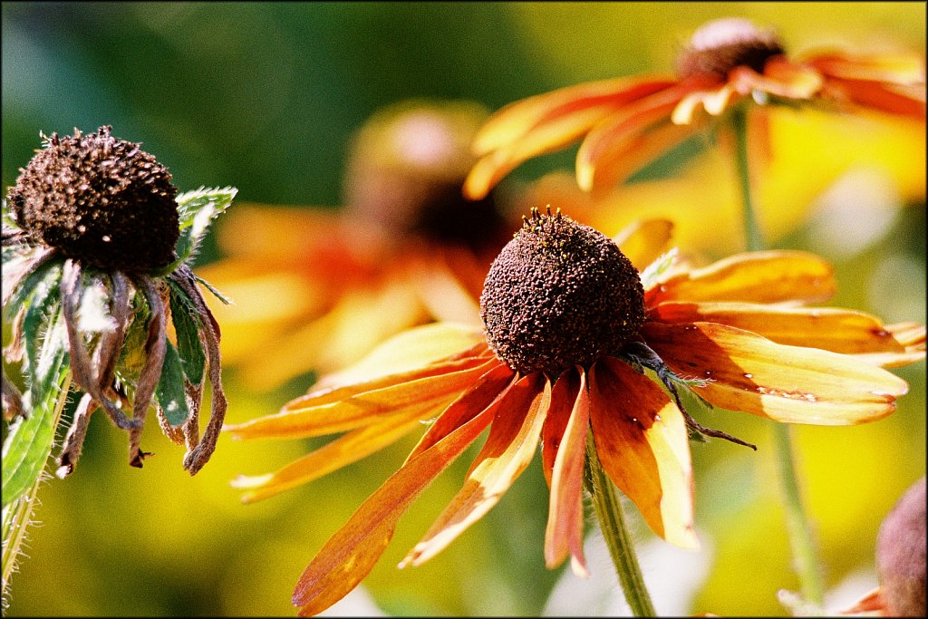 THE FRELINGHUYSEN ARBORETUM 