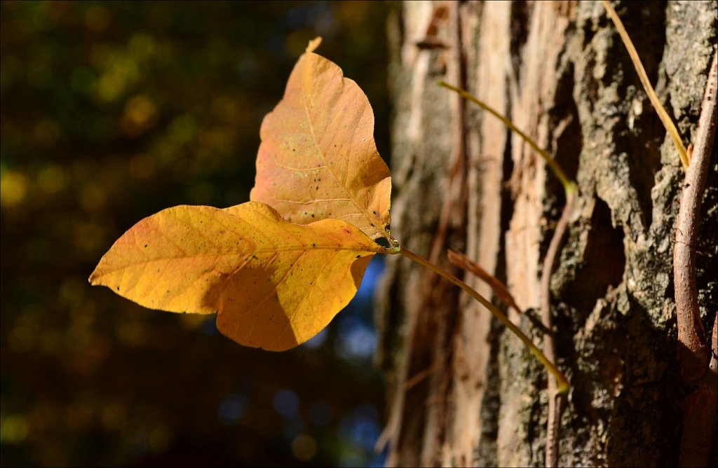 Backyard Color