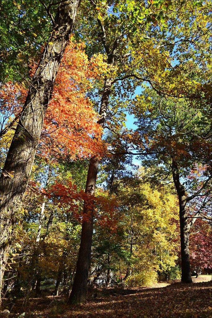 Backyard Color