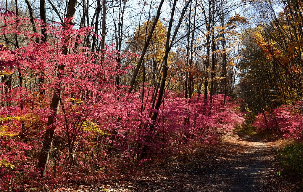 Sussex Branch Trail