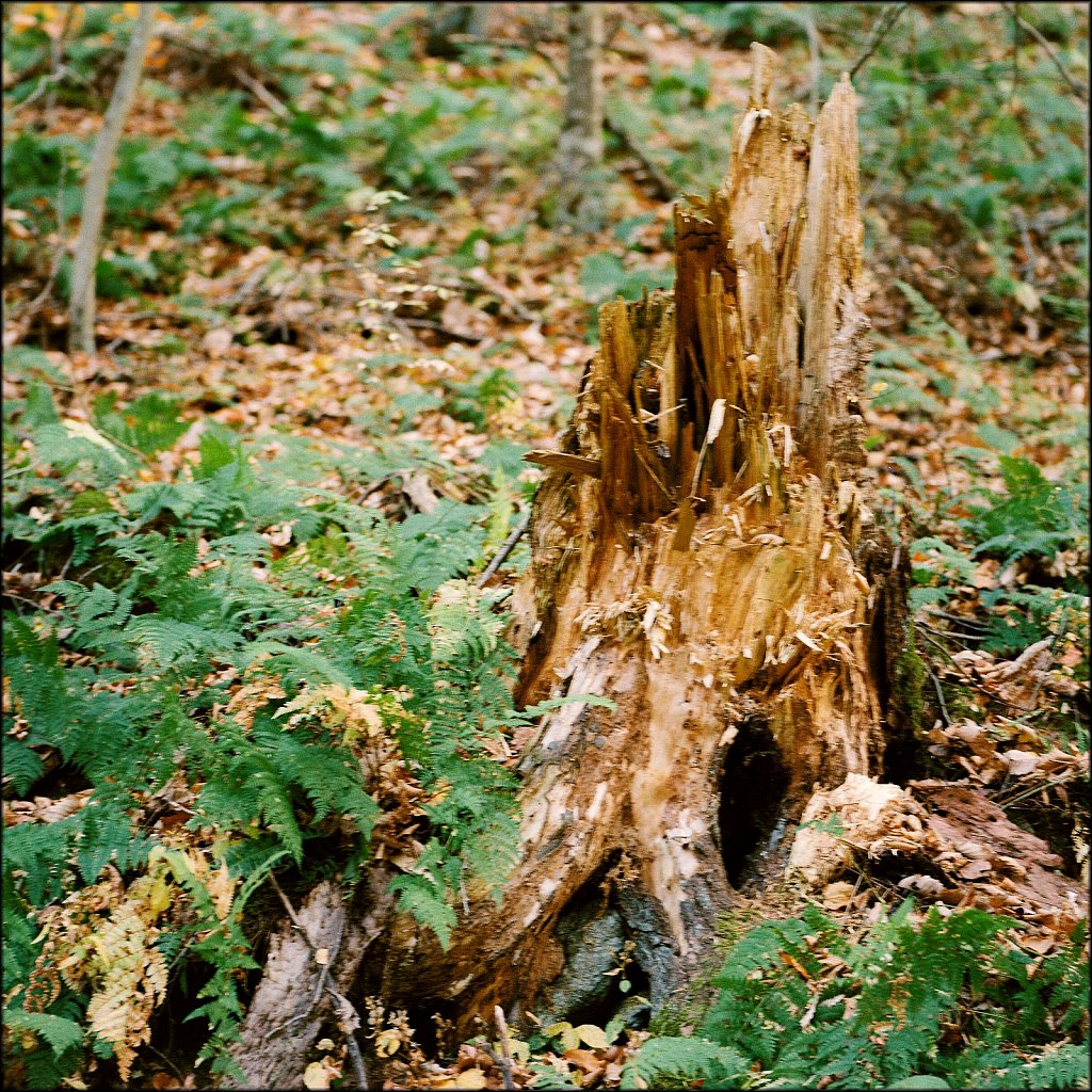 Ken Lockwood Gorge WMA 