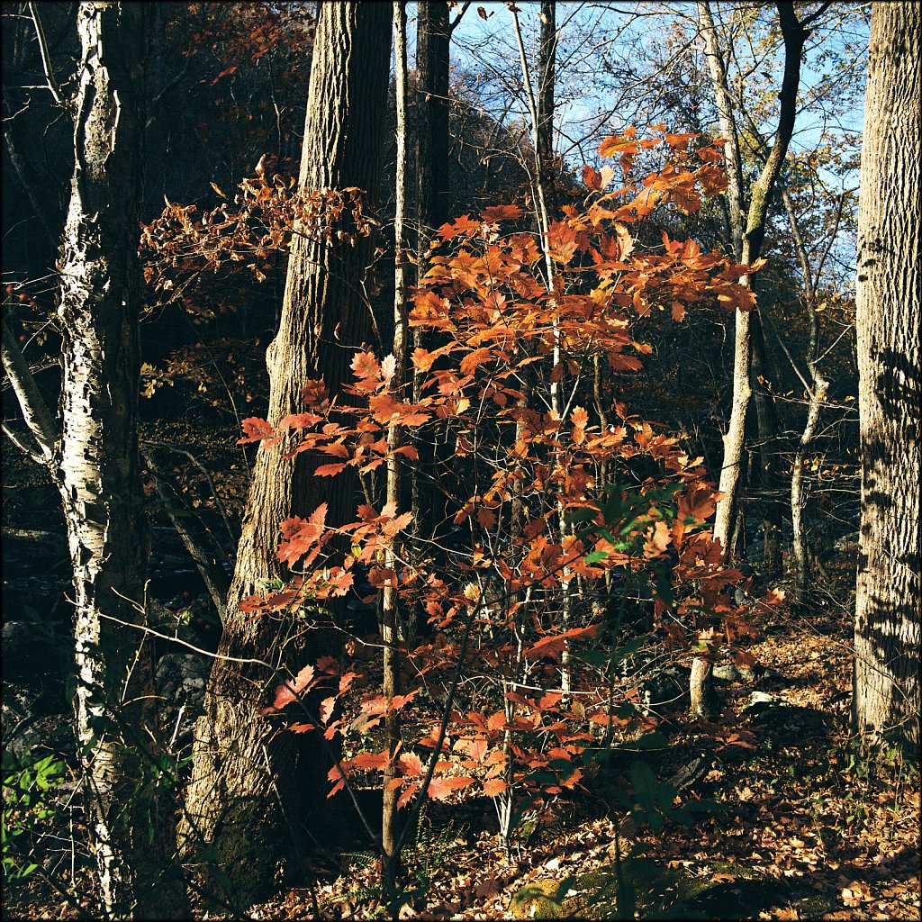 Ken Lockwood Gorge WMA 