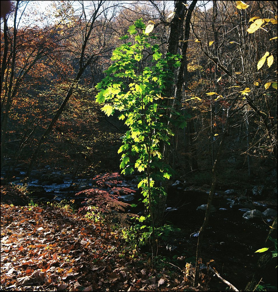 Ken Lockwood Gorge WMA 