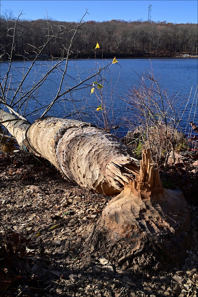 Mahlon Dickerson Reservation