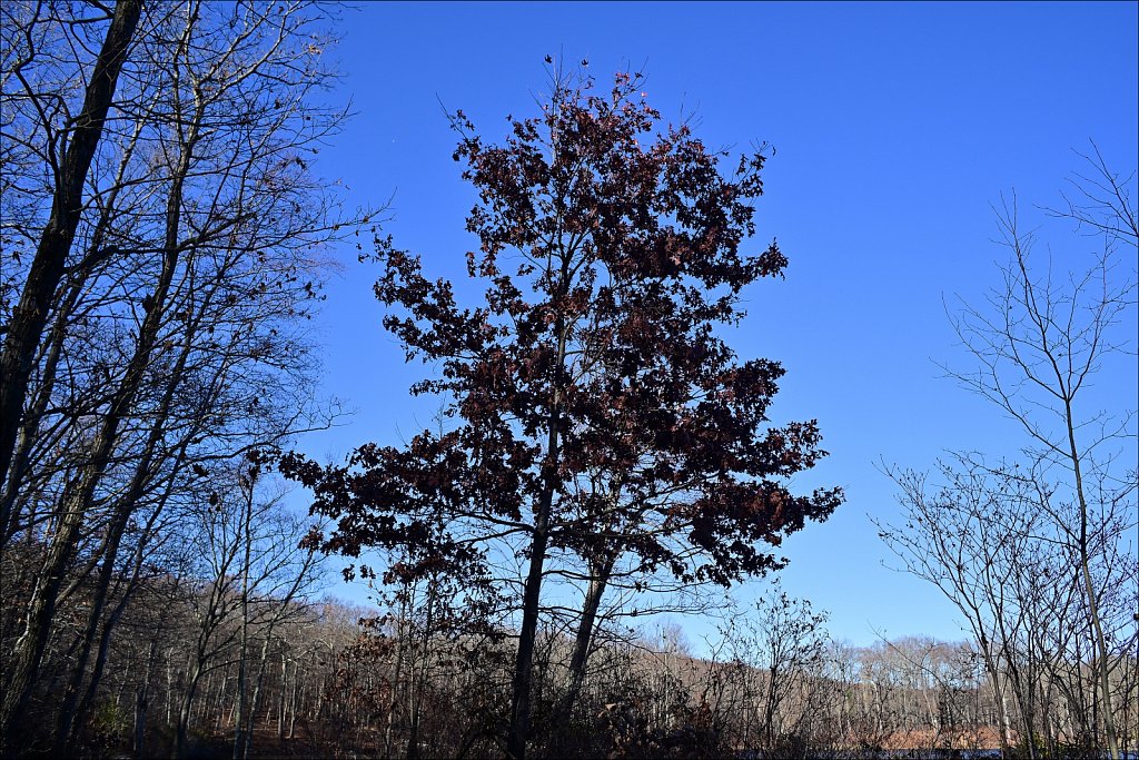 Mahlon Dickerson Reservation