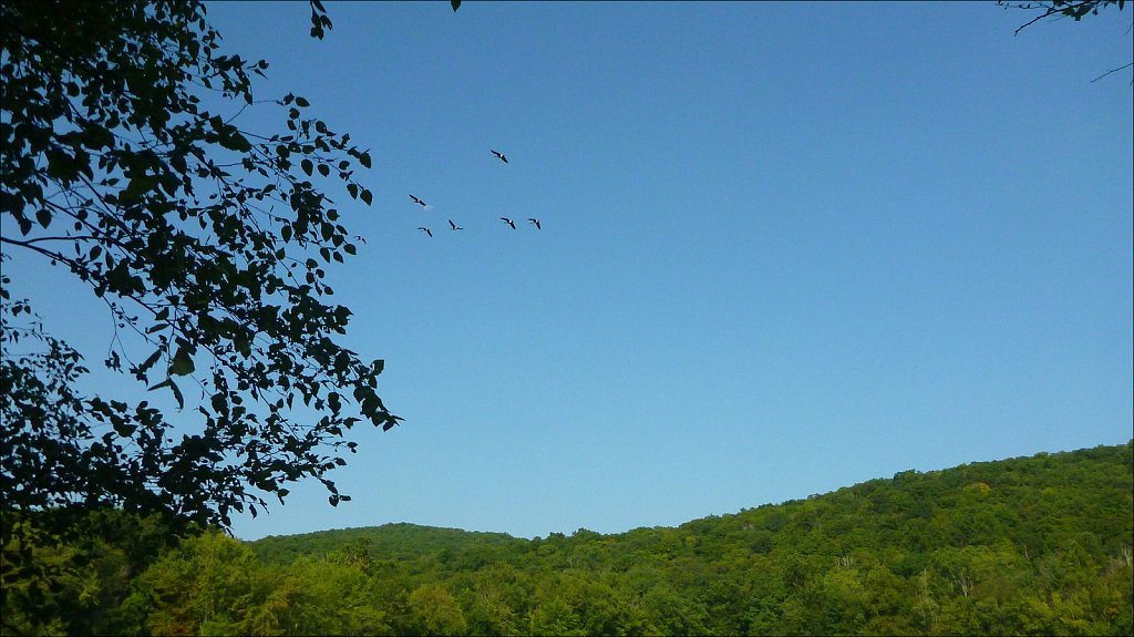 Scarlet Oak Pond 