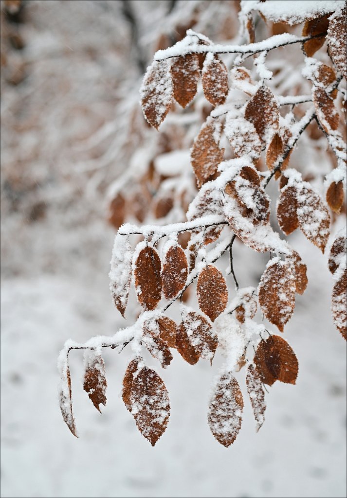 1st Snow of Season