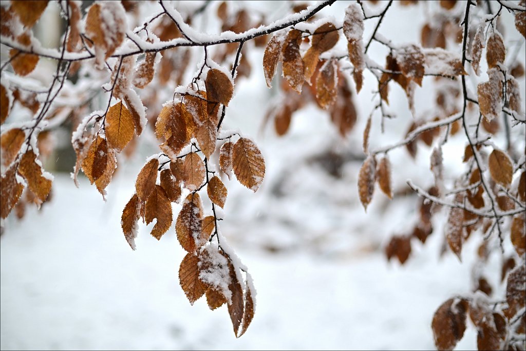 1st Snow of Season