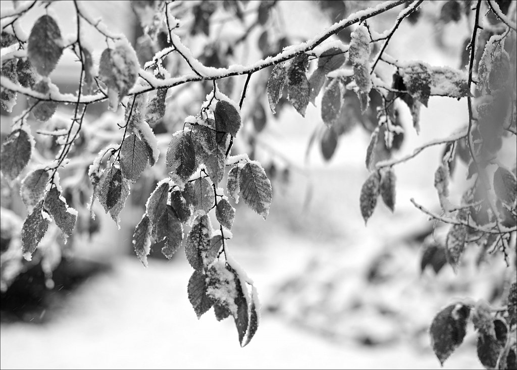 1st Snow of Season