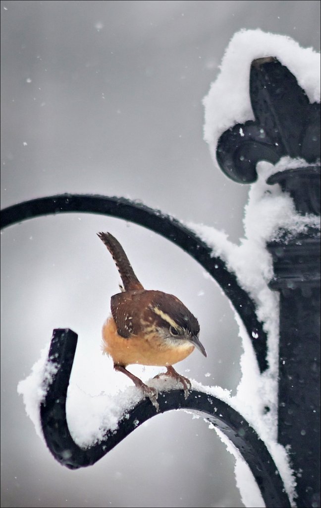 1st Snow of Season
